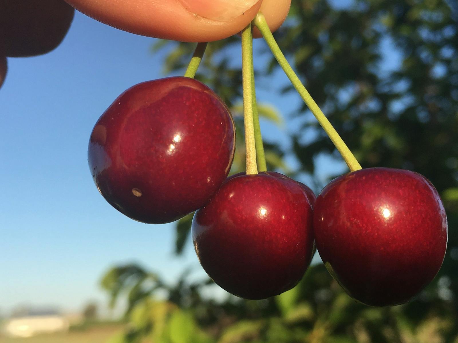 Image for Cherry Harvest Season Mudgee
