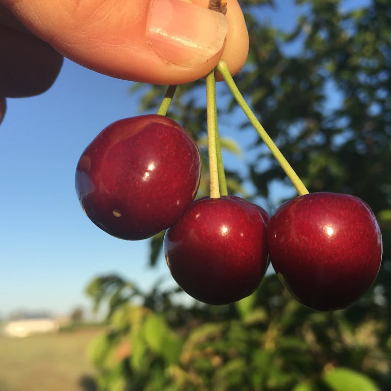 Image of the event 'Cherry Harvest Season Mudgee'