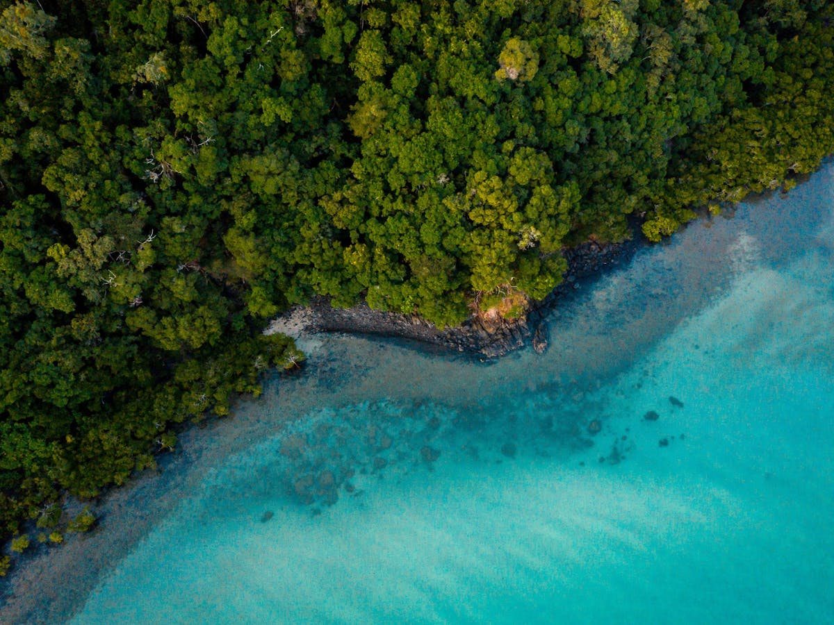 Daintree