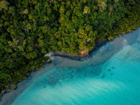 Daintree image