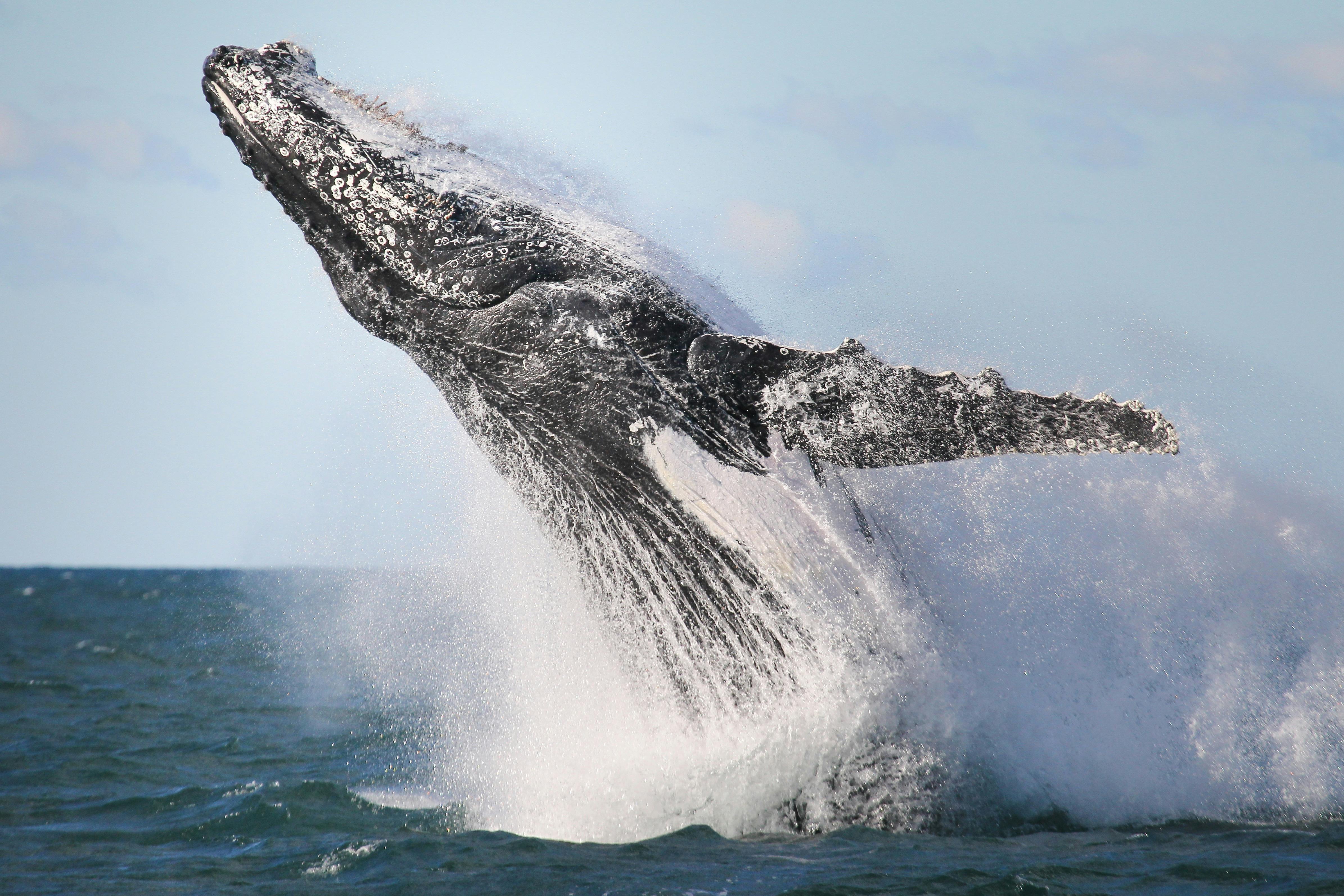 納魯馬海豹與鯨魚探索之旅