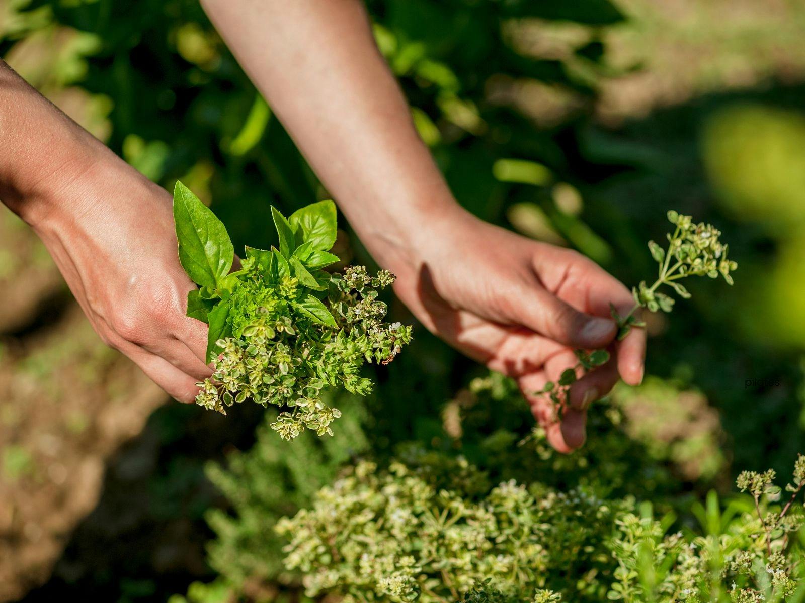 Farm Kids - Herb Haven Workshop