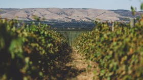 Mr. Riggs Wine Co.