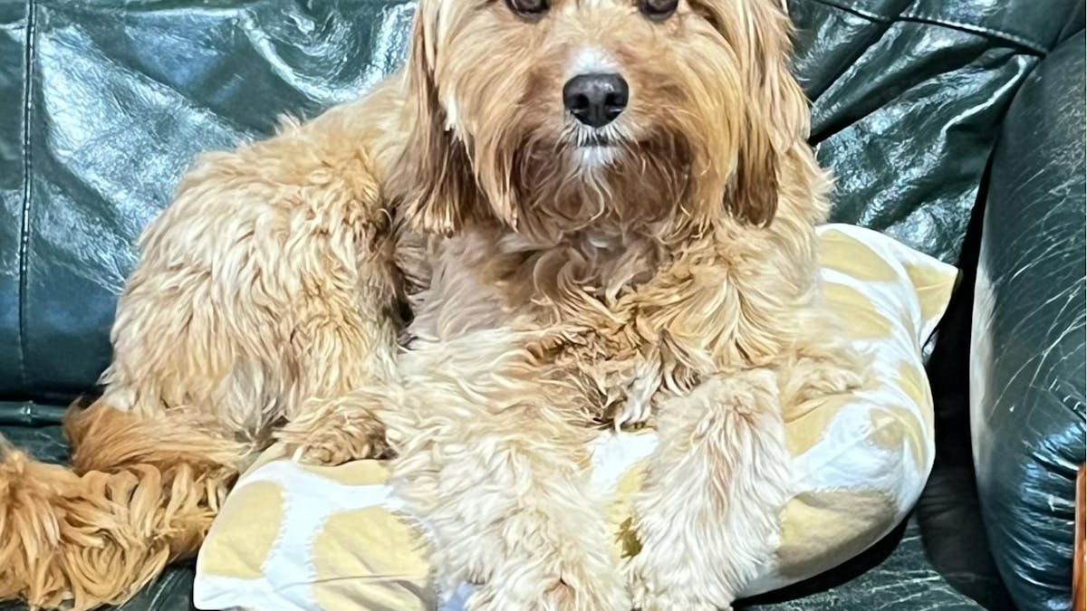 Ralf cavoodle