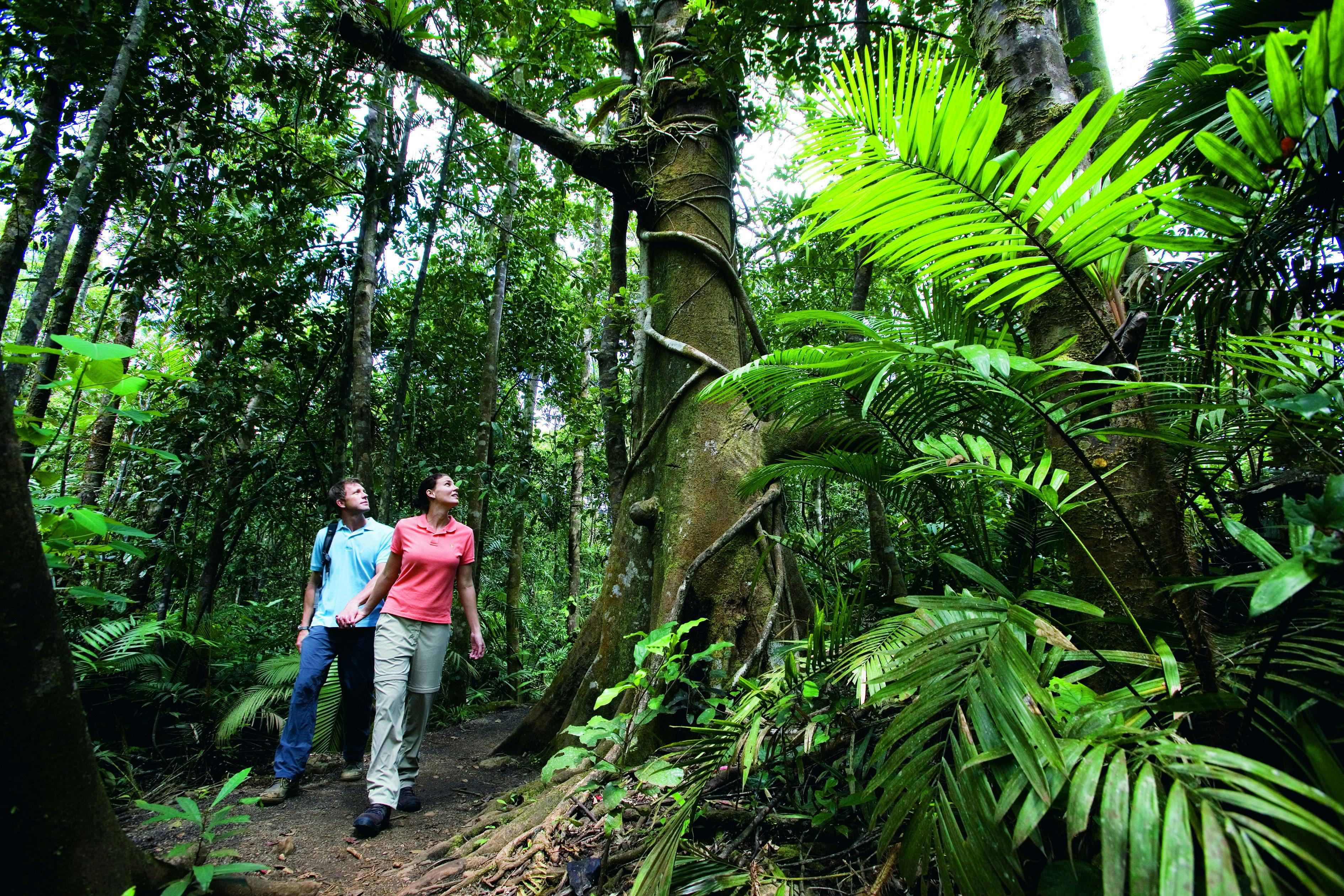 Active Tropics Explorer, mossman gorge, cape tribulation, cairns, tours