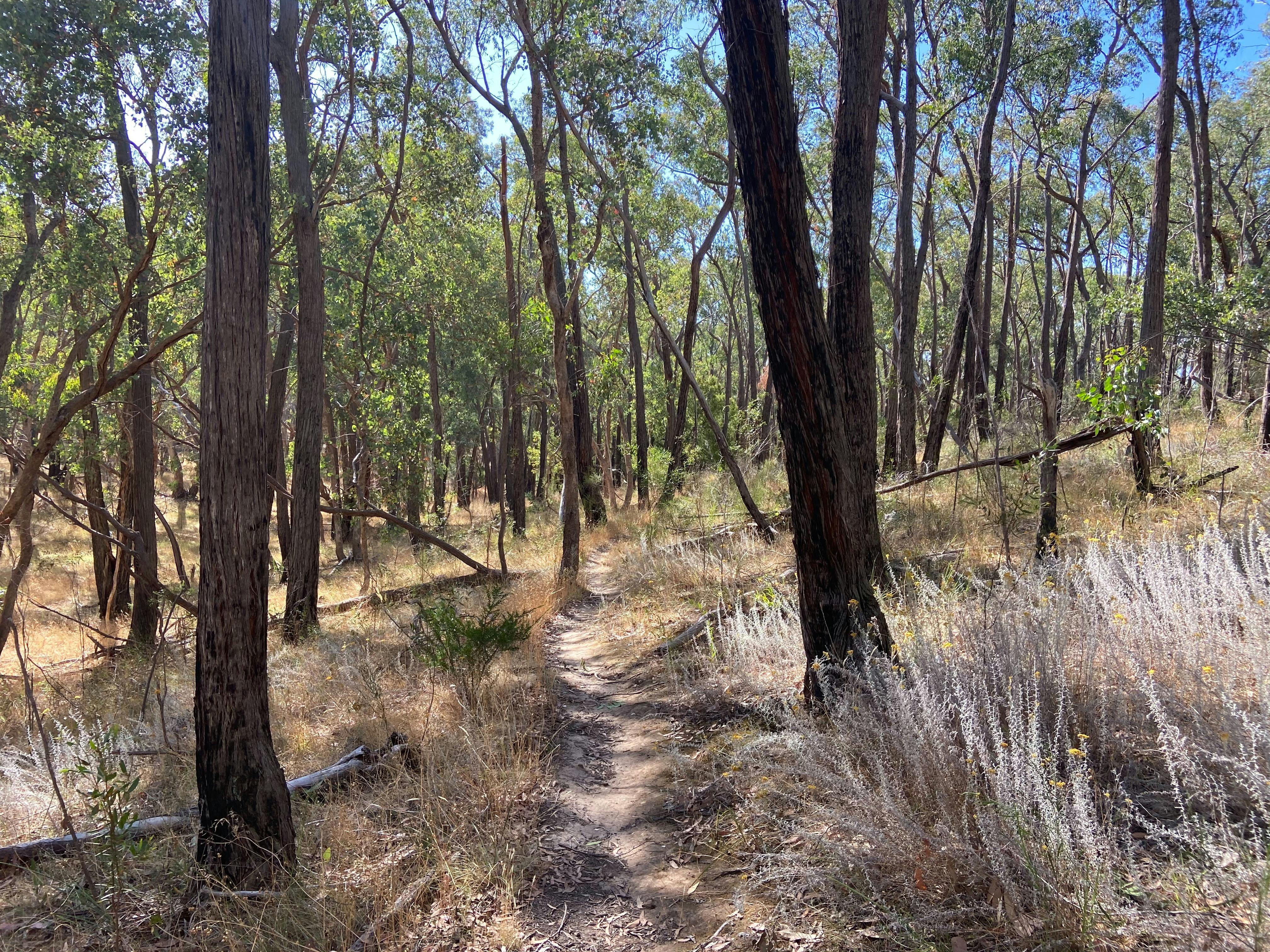 McKenzie Flora Reserve