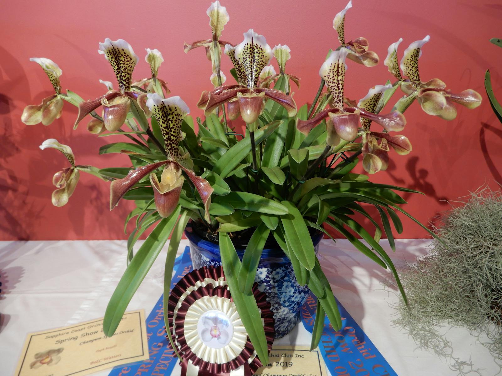This is a wonderful example of a Paphiopedilum Orchid commonly known as a lady's Slipper.a