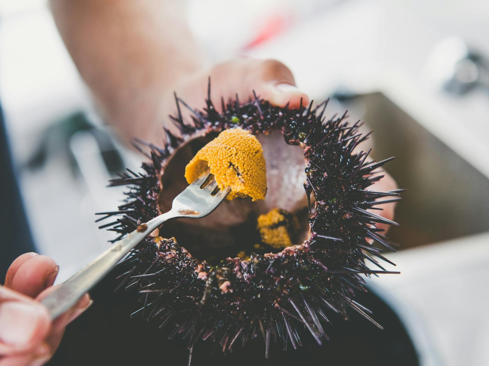 Our chef splitting sea urchins and serving to guests on  Deep-to-Dish: Tasmanian Seafood Experience