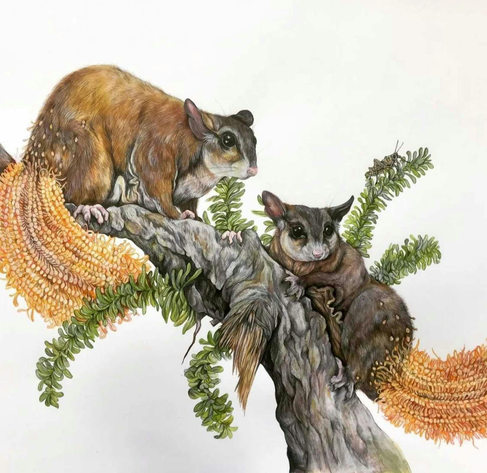 exhibition, fur, tasmania, drawing, watercolour,