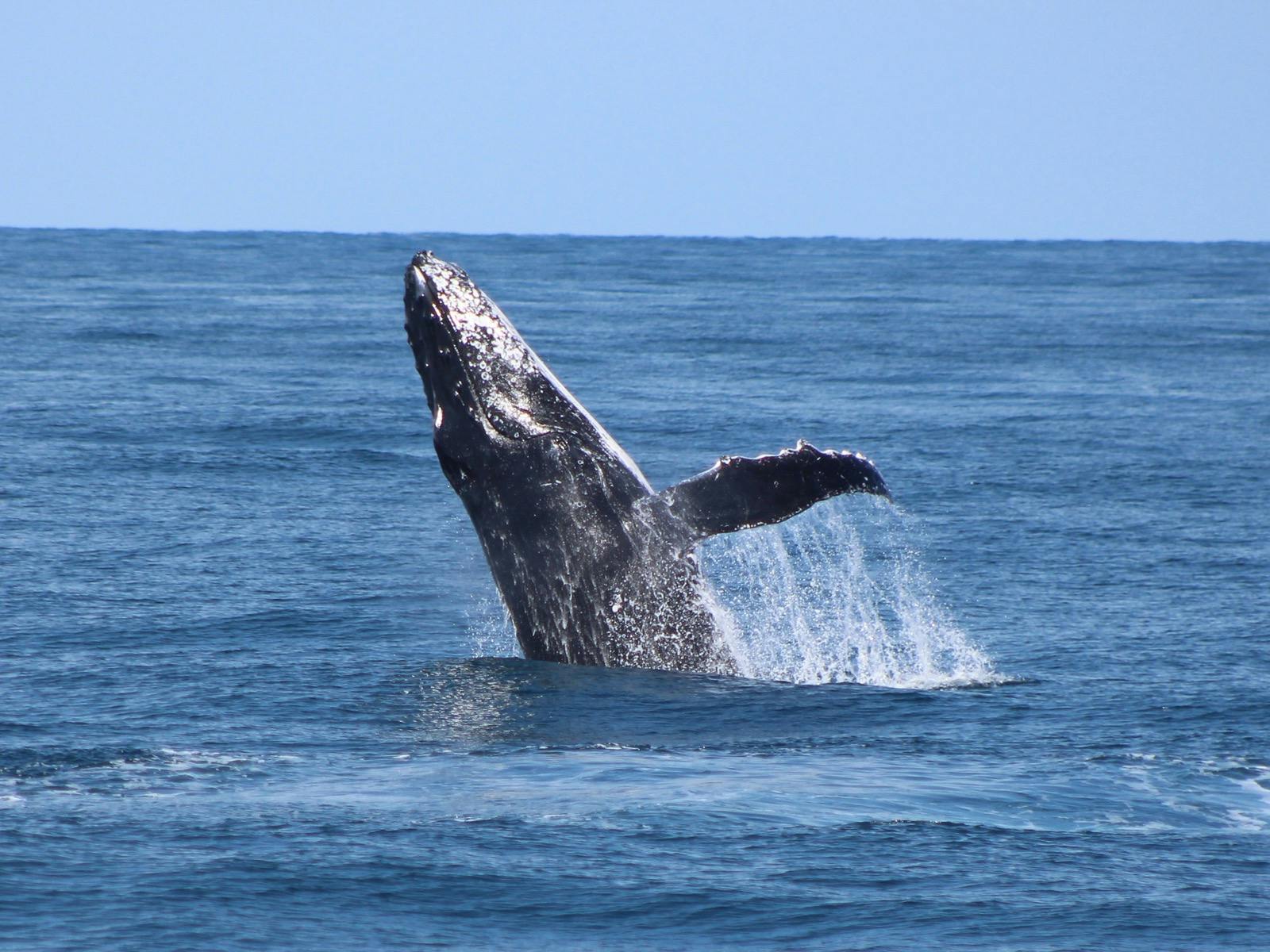 Whale Watching Cruise
