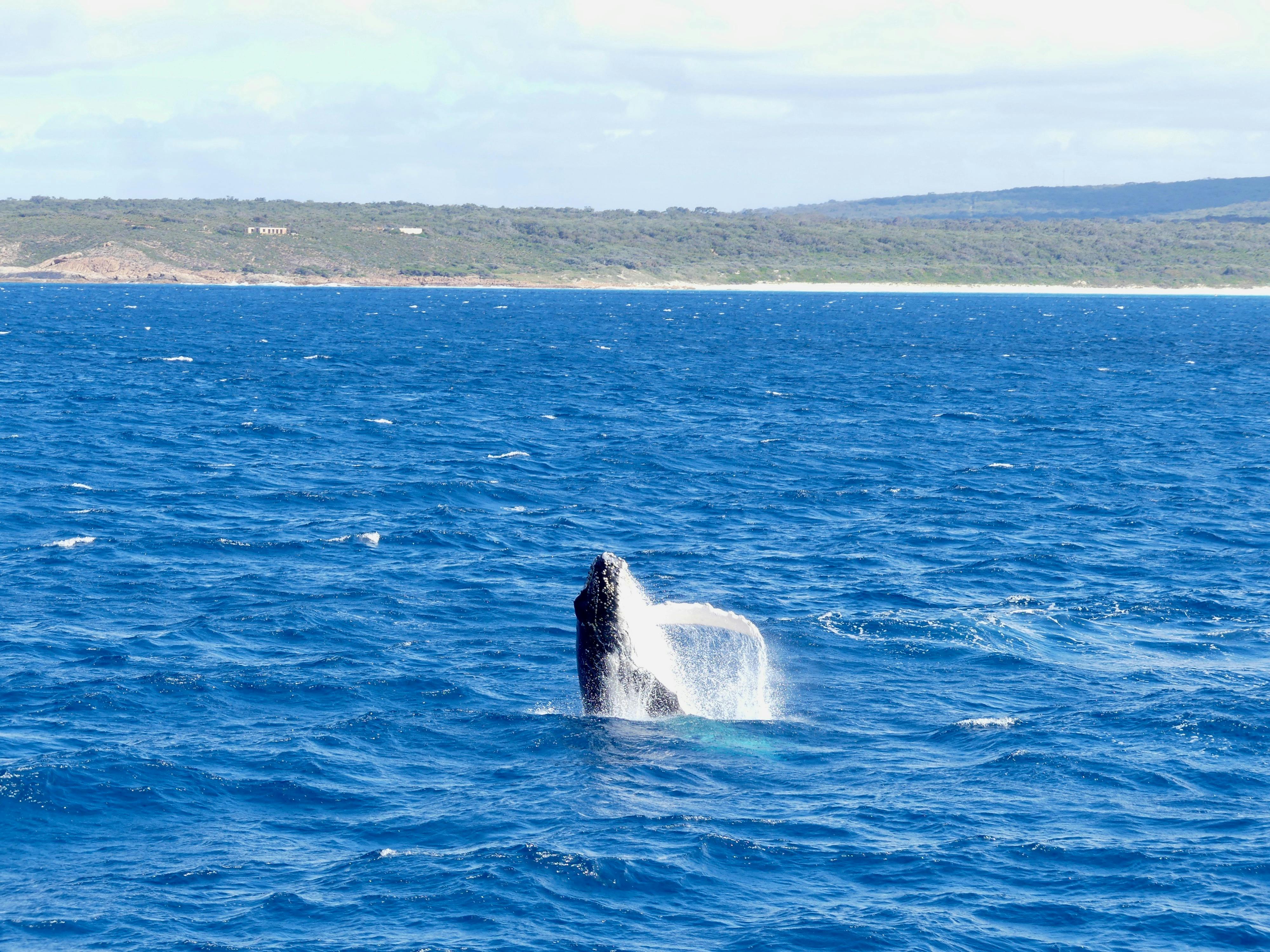 Whale Watching