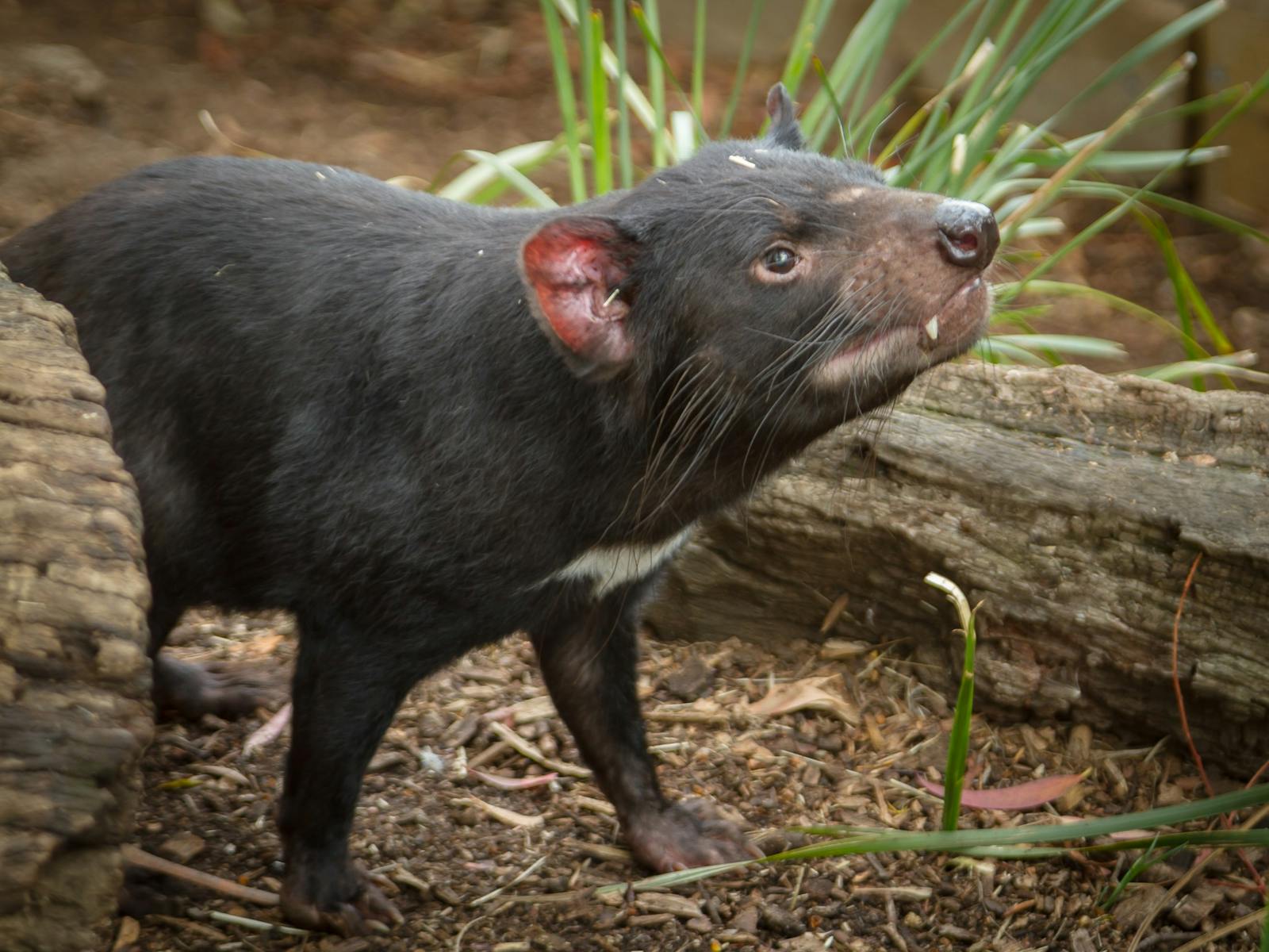 Side profile of Tasmanian devil with his chin up, fangs poking over bottom lip