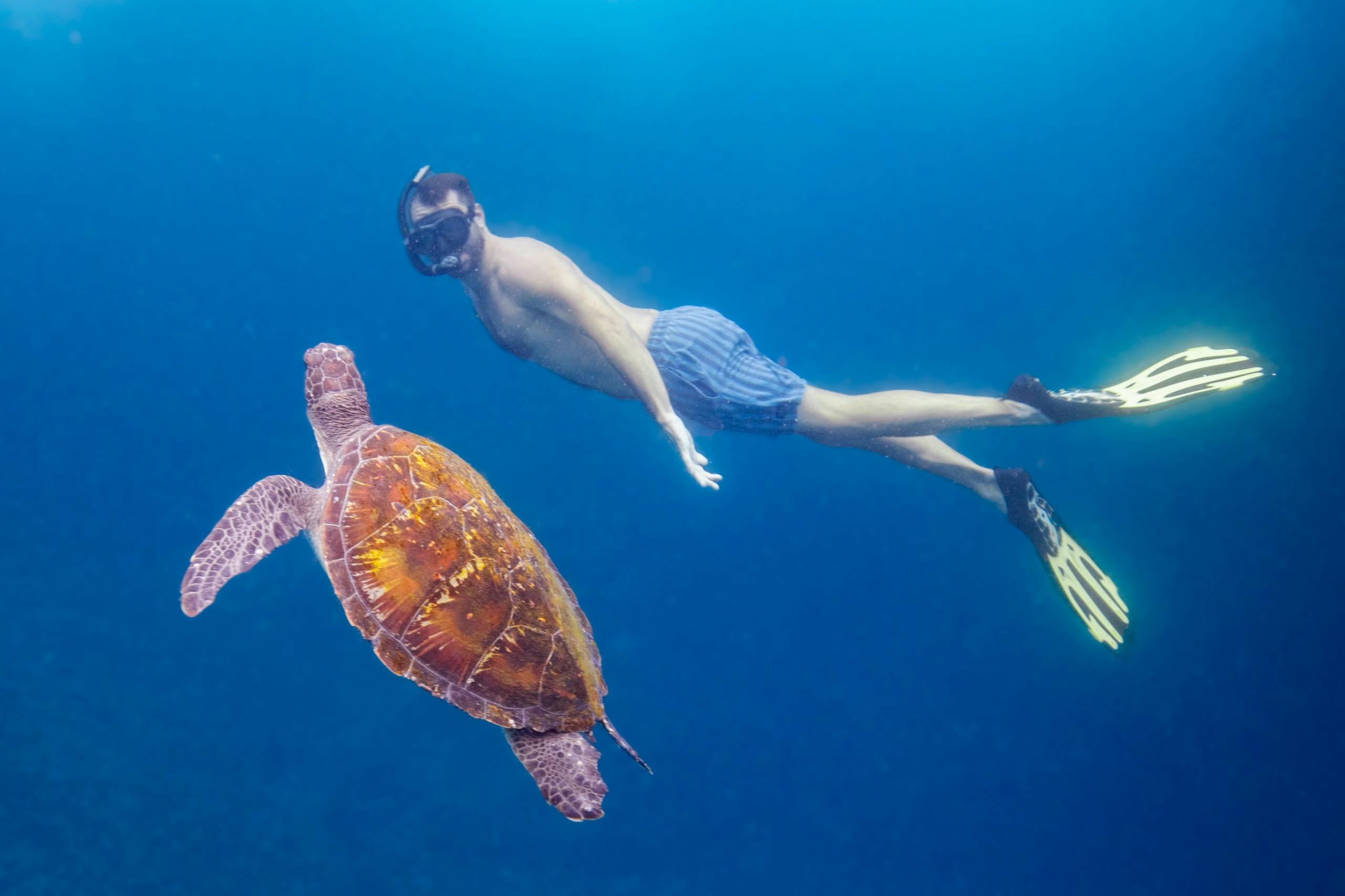 snorkeler with a green sea turtle