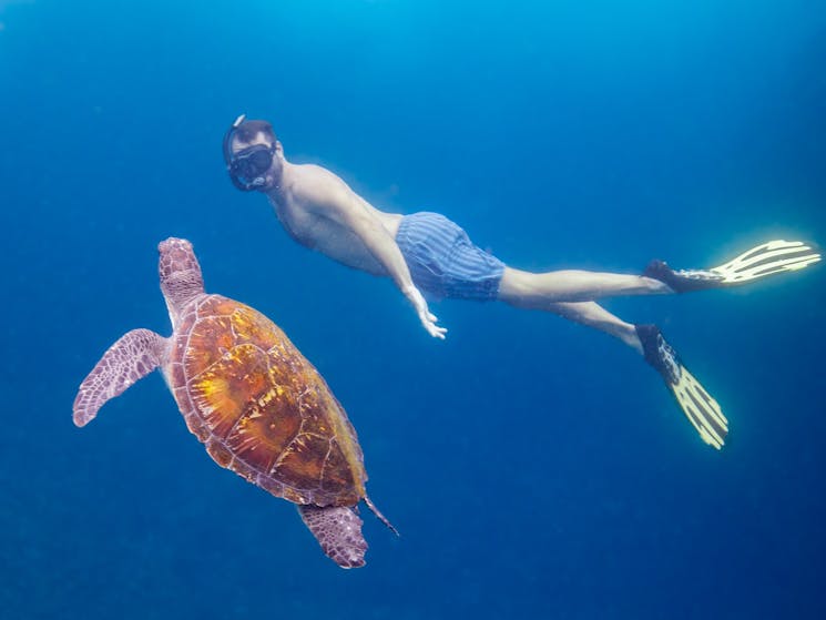 snorkeler with a green sea turtle