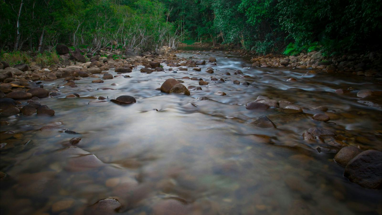 Creek at Eungella National Park