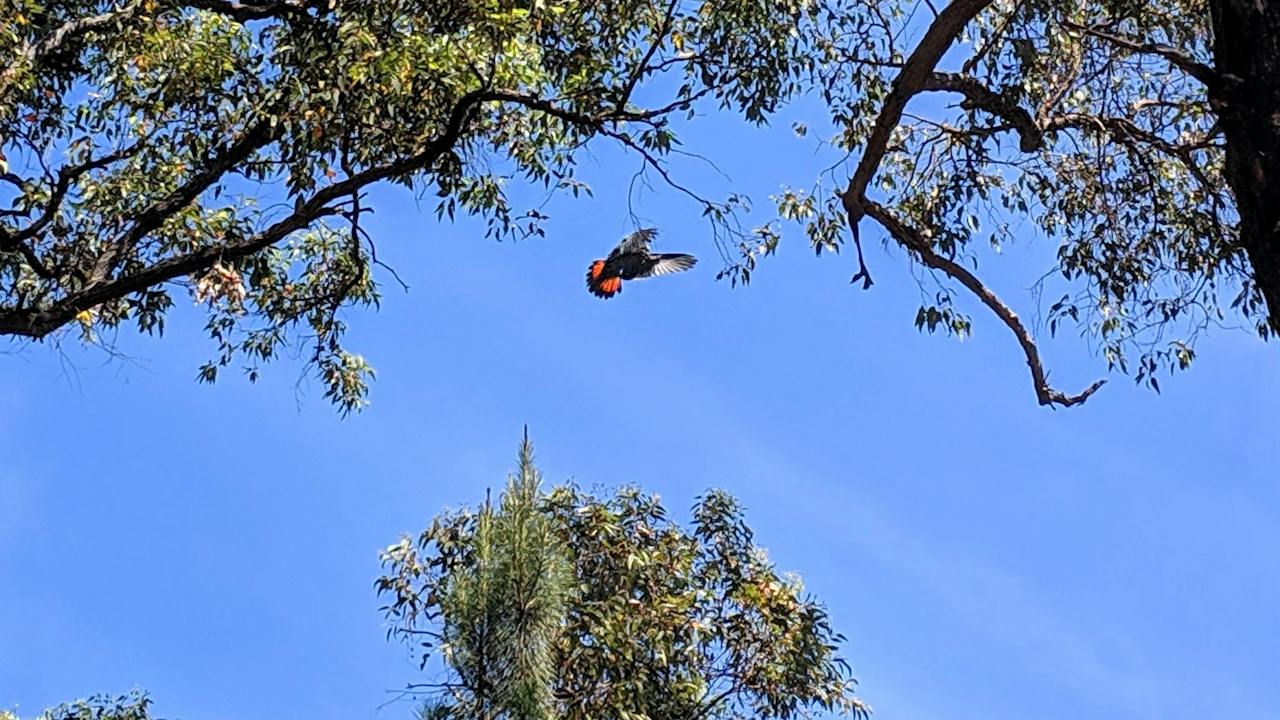 Red-tailed black cockatoo