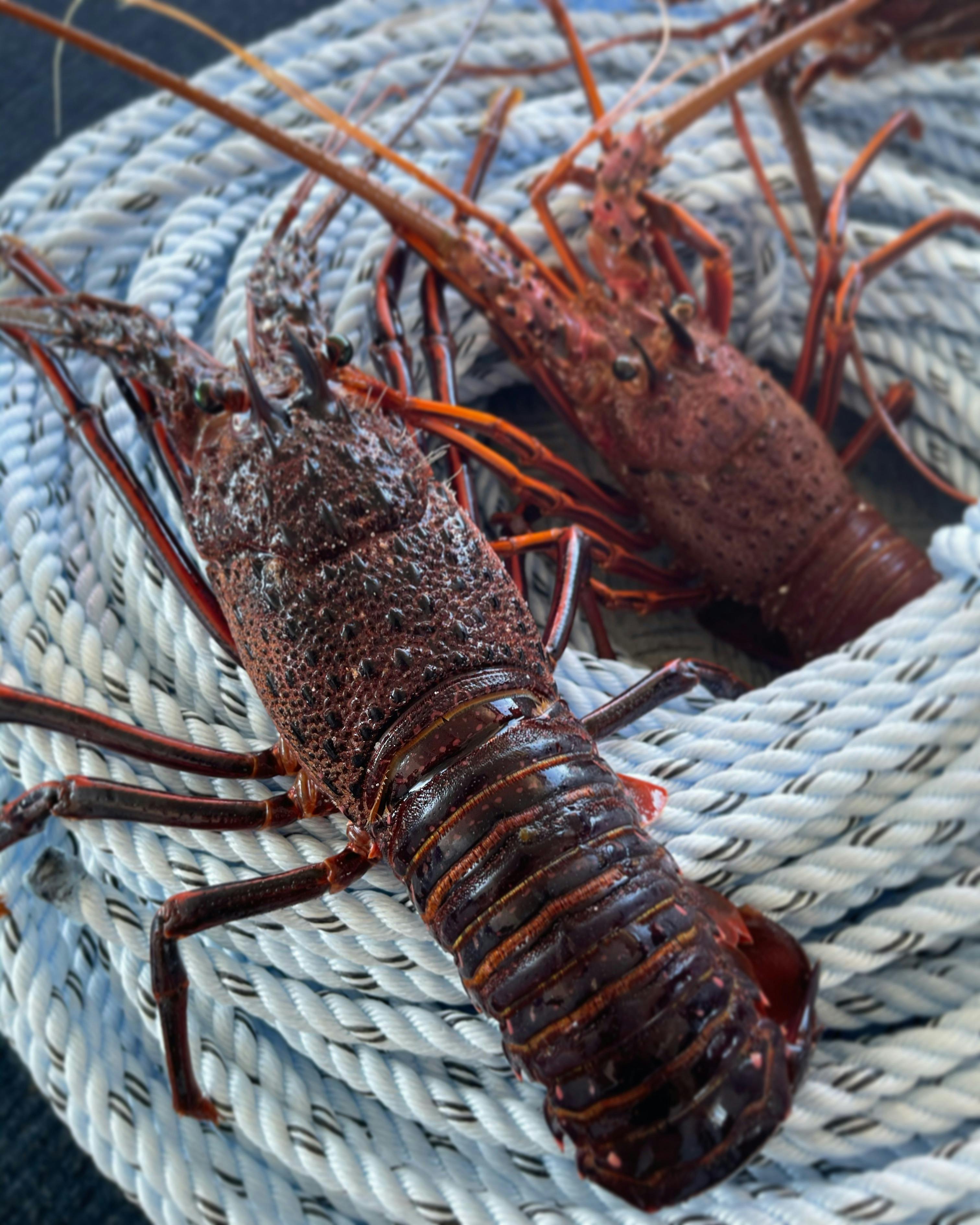 western rock lobster tour