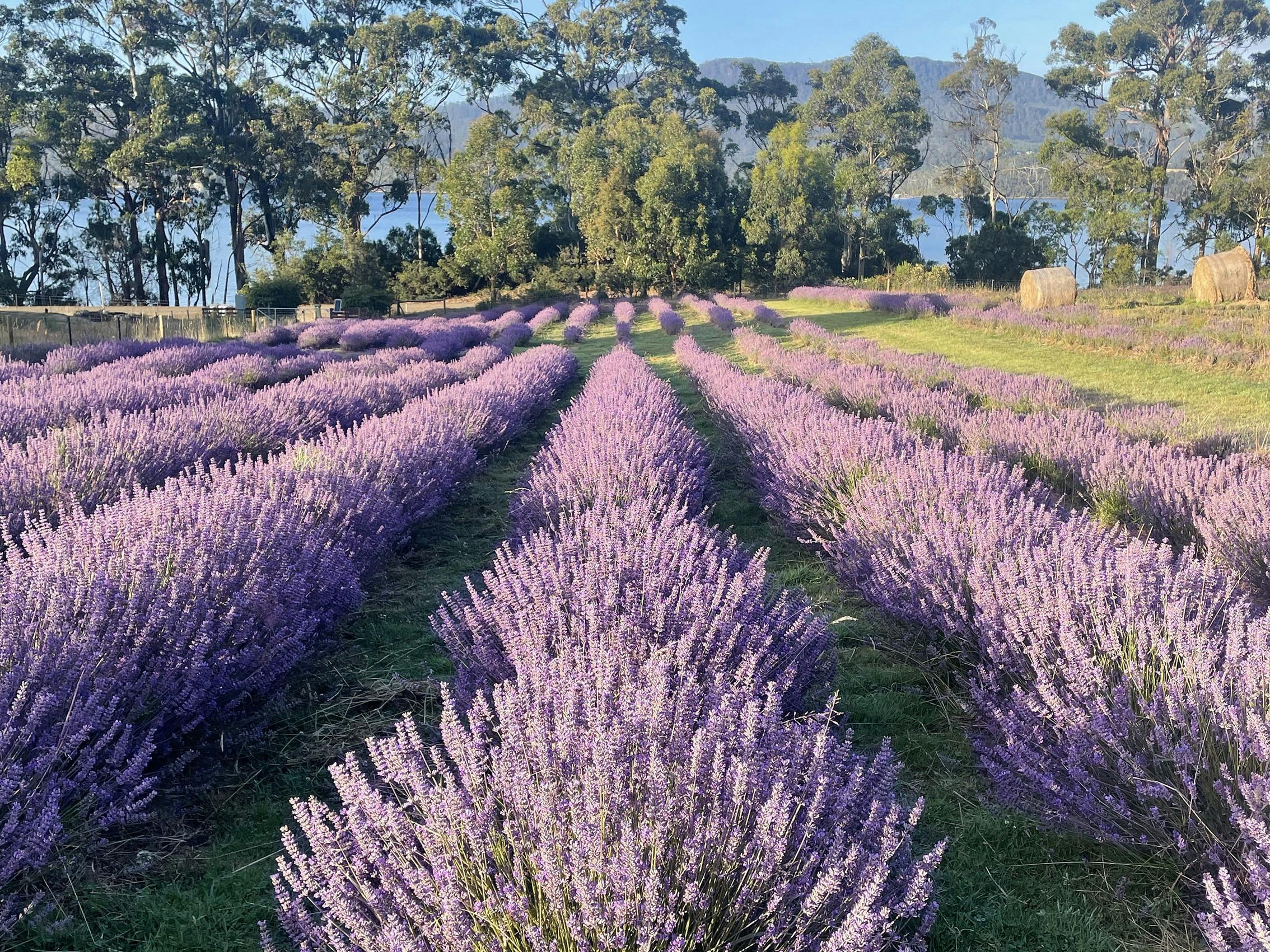 Rows of purple lavender in bloom at Lavender Goat Farm, with trees, a river and hills in the backgro