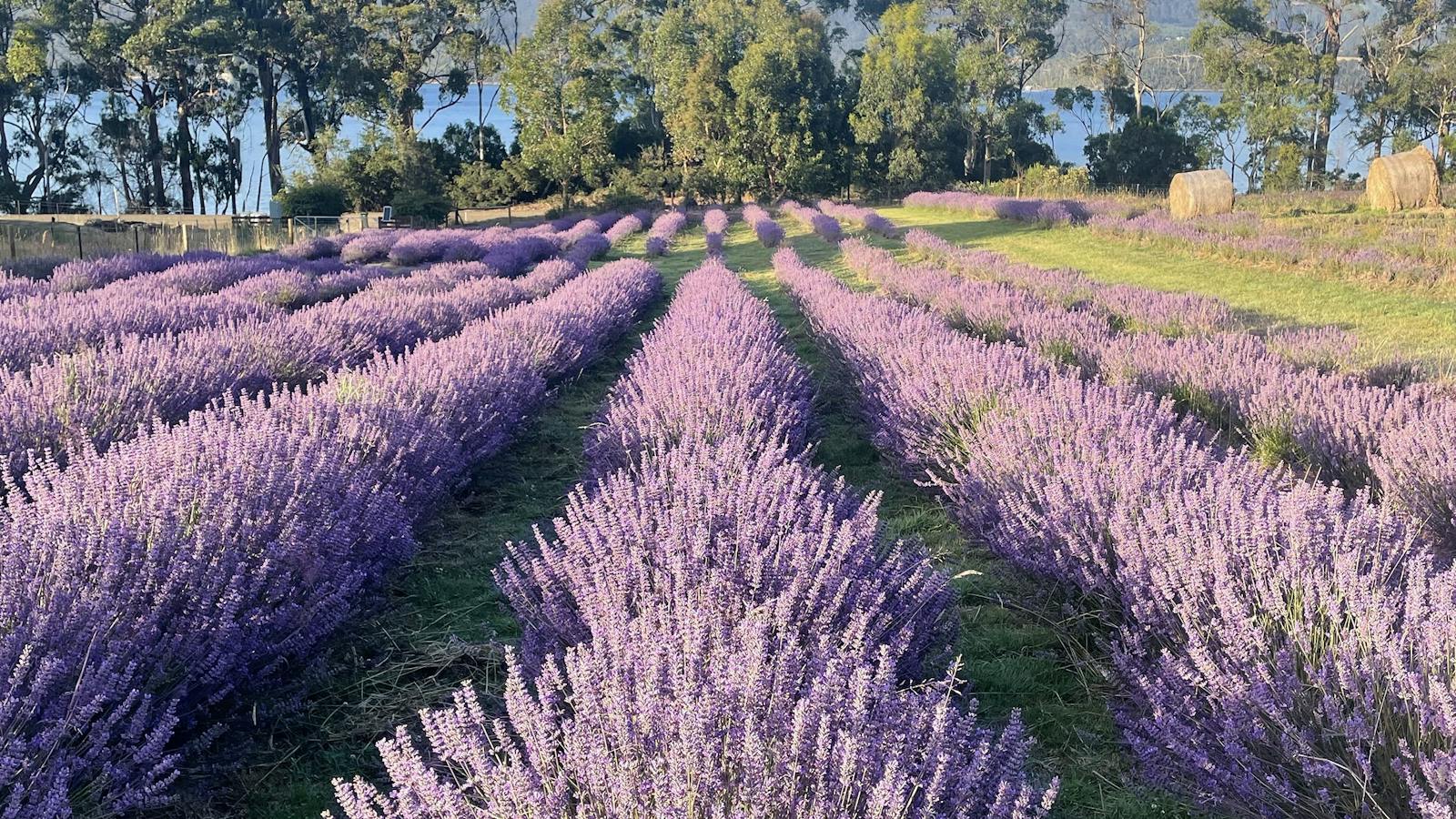Lavender in bloom at Lavender Goat Farm in Tasmania's Huon Valley.