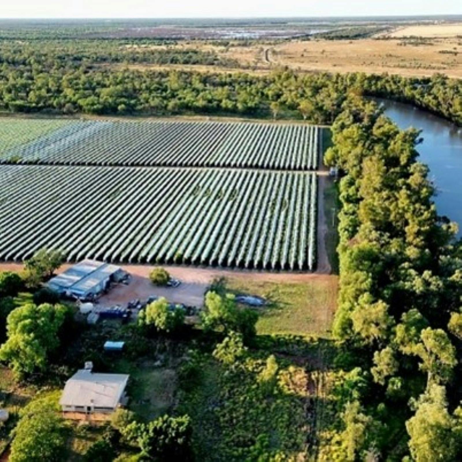 Vines by drone