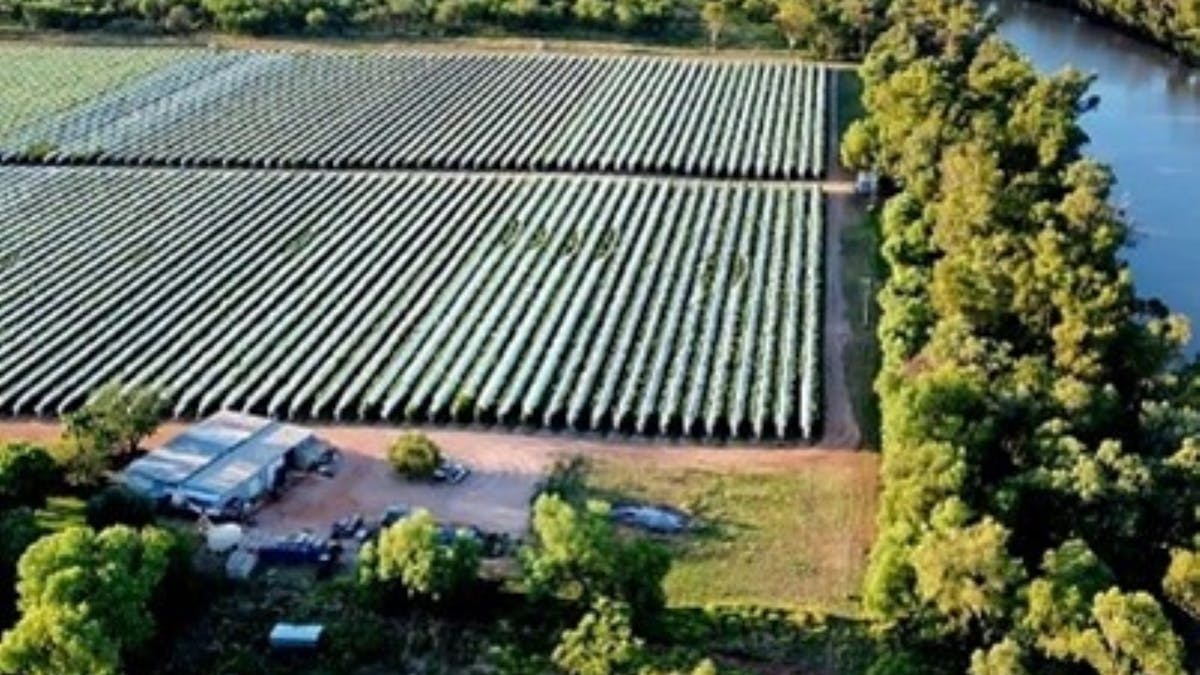 Vines by drone