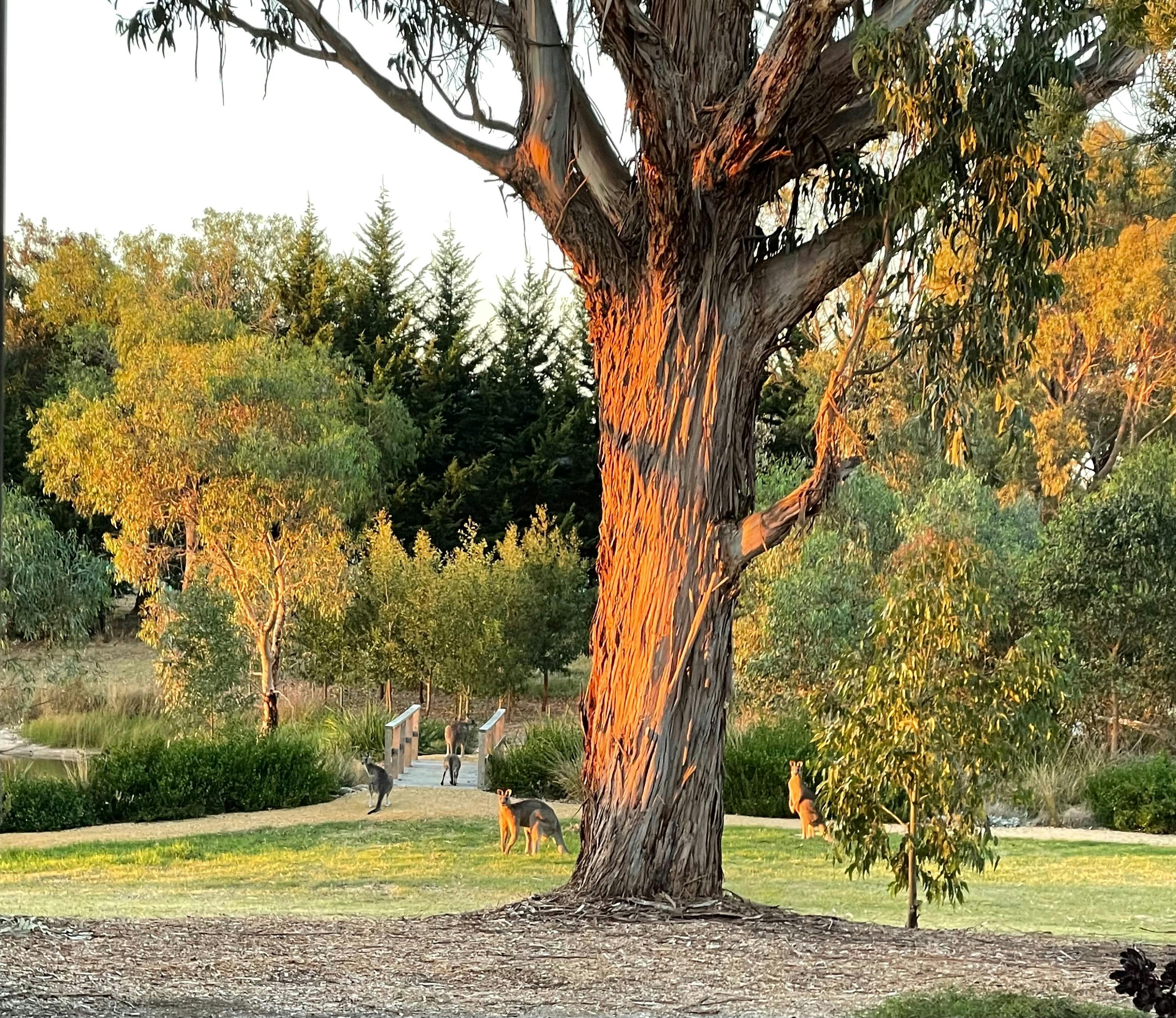 Open Gardens Victoria - Tahree