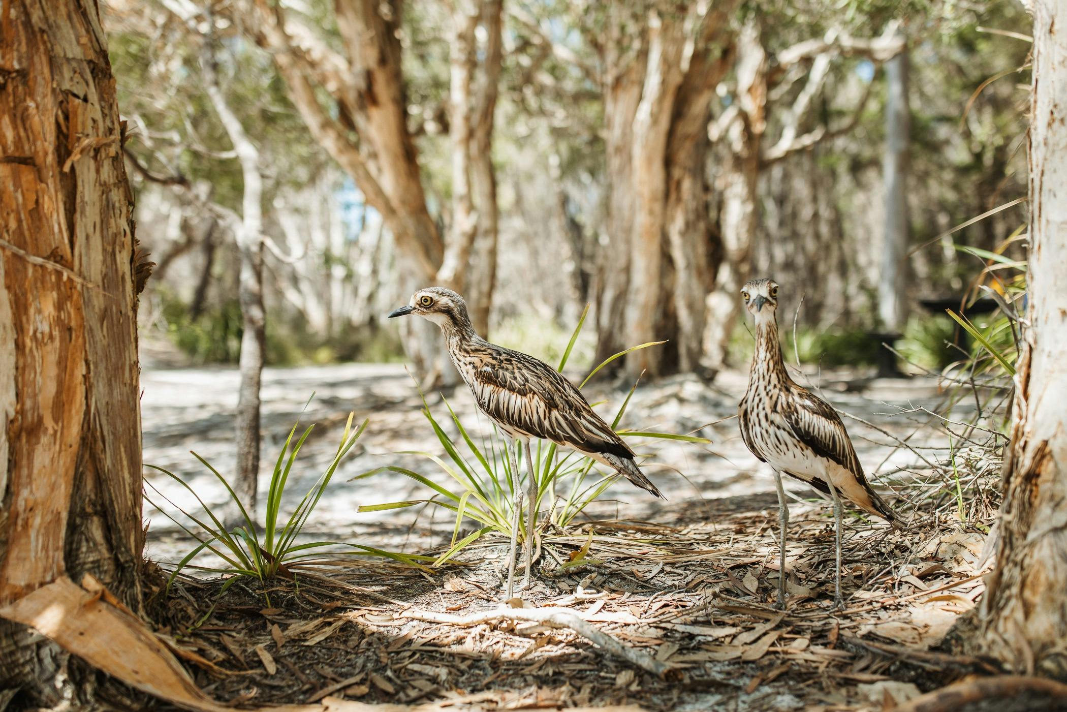 Curlews