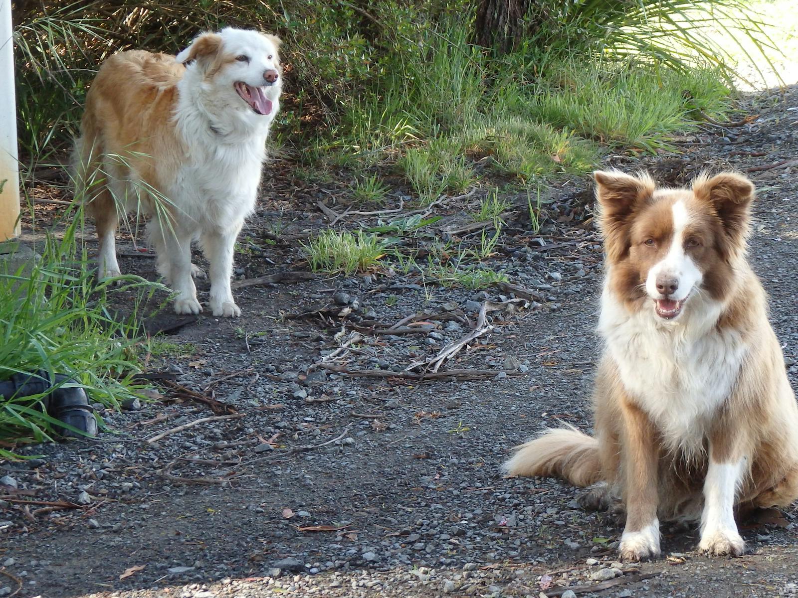 Misty and Jess our border collies
