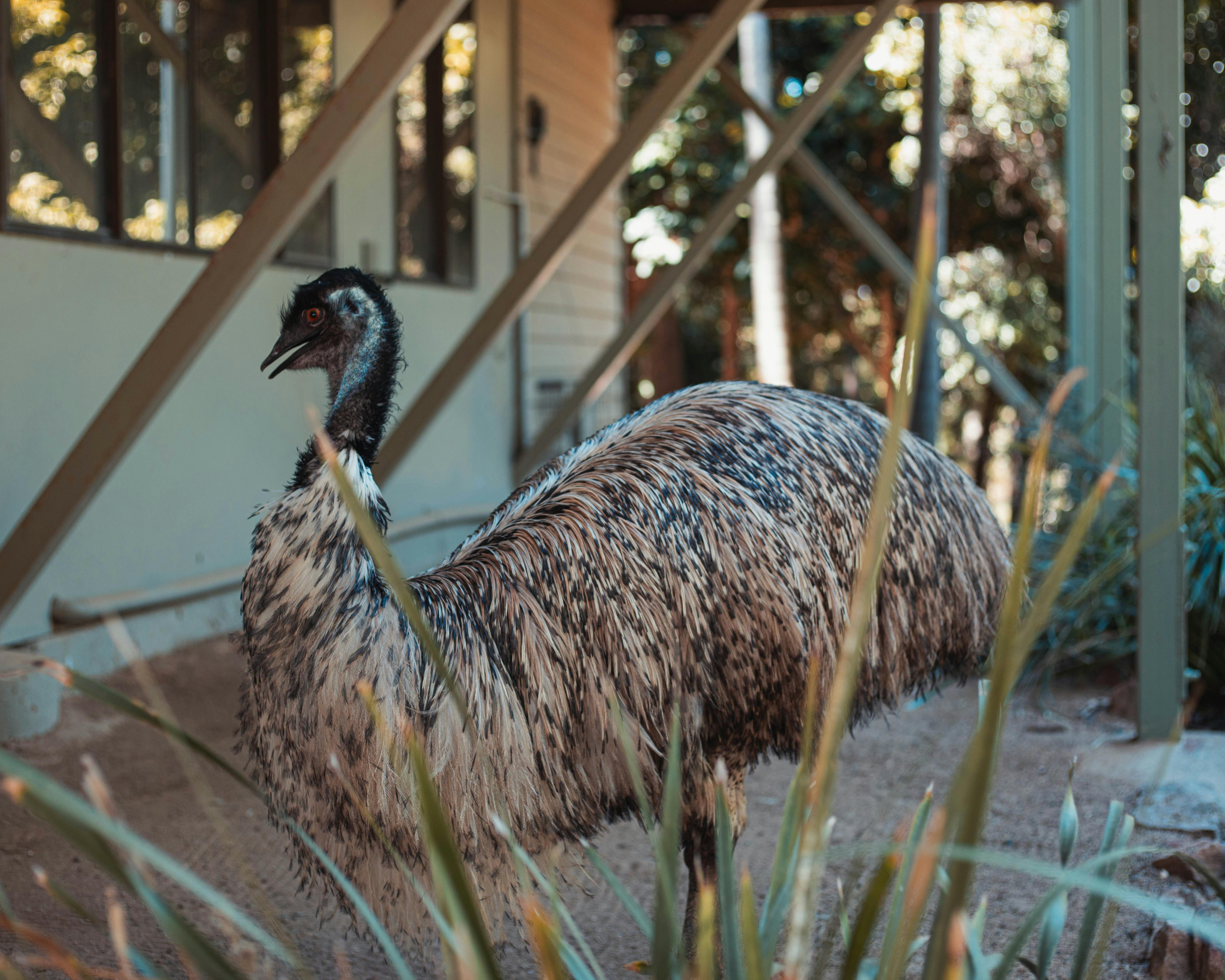 Friendly Emu