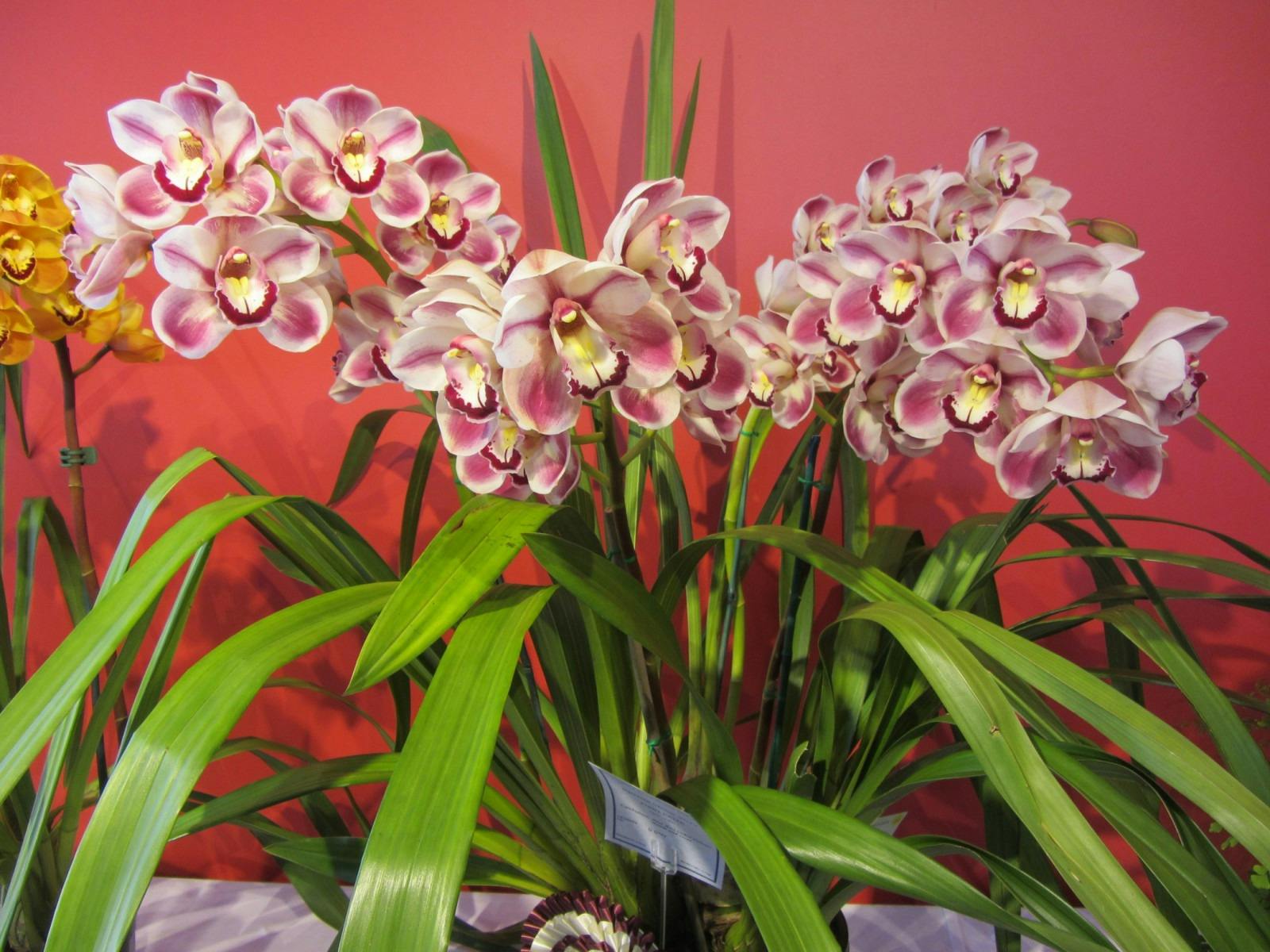 Cymbidium Orchids