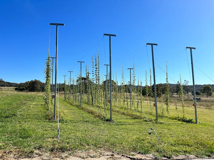 The Hop Yard @ Small Batch Brewery