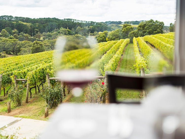 Vineyard, Mornington Peninsula