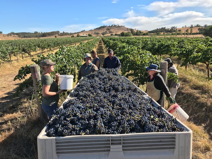 Harvesting Organic Shiraz