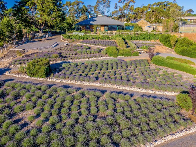 Brayfield Park Lavender Farm