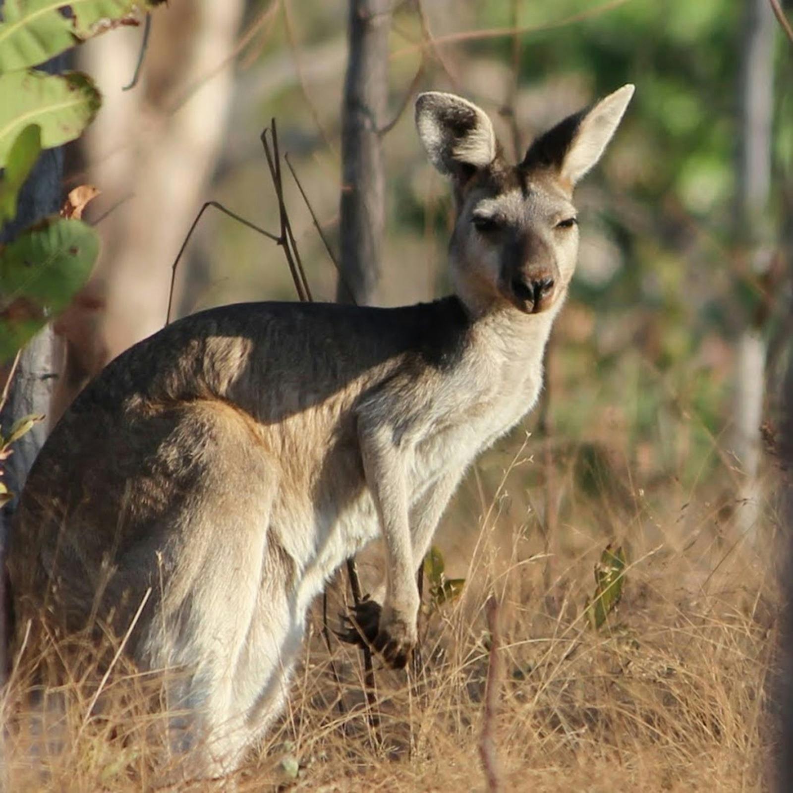 kangroo