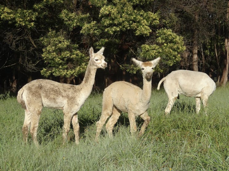 3 Alpacas