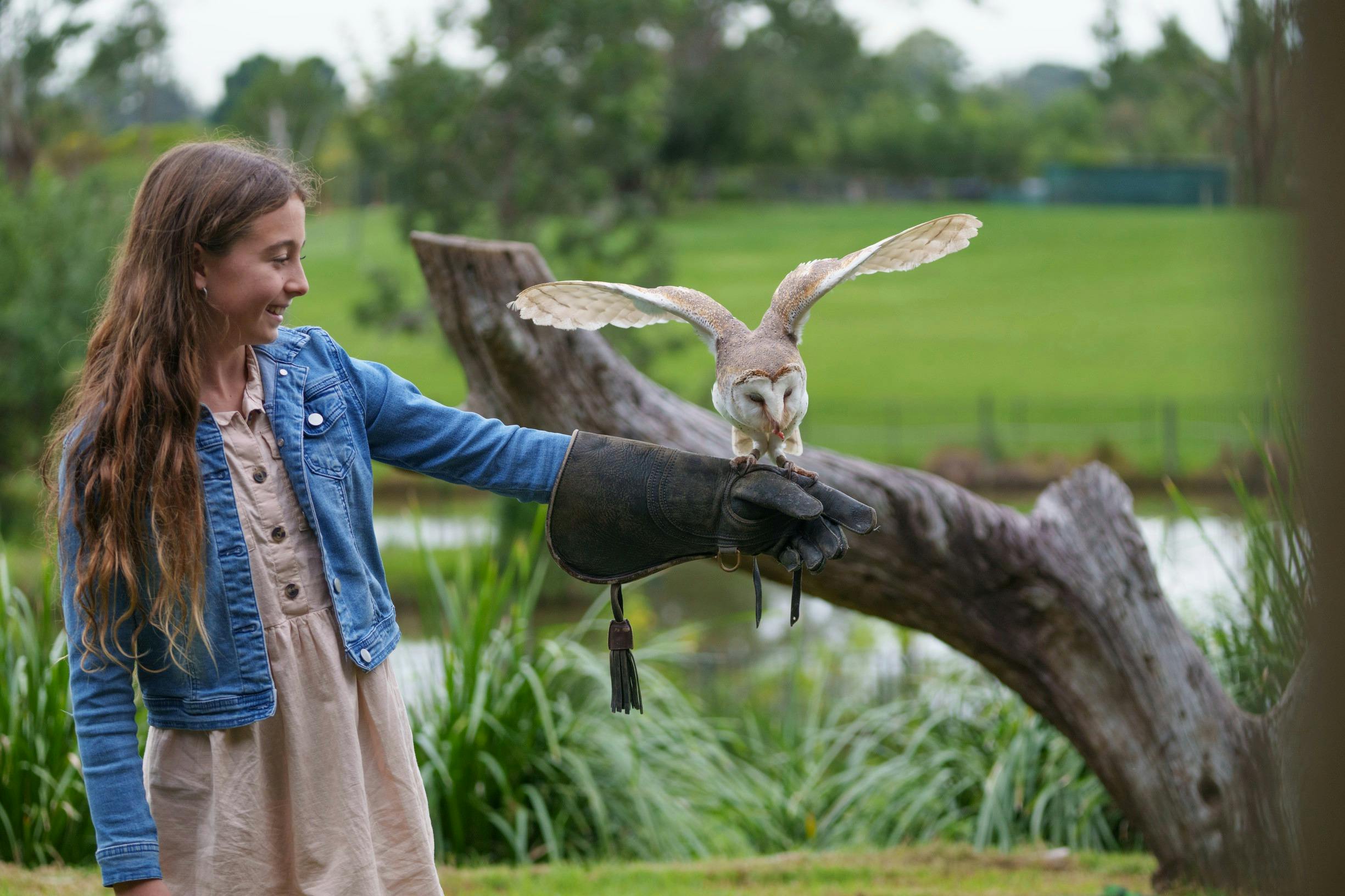 Owl Encounter