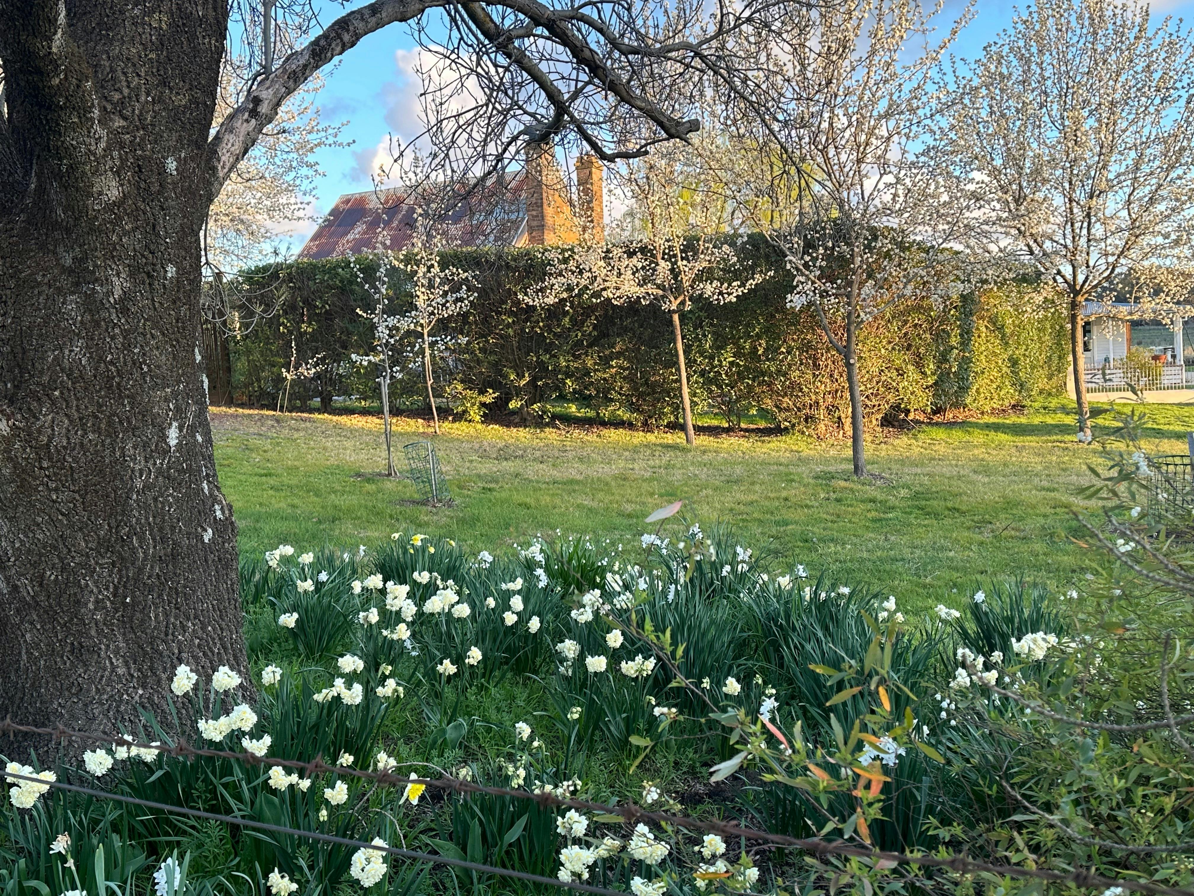 Bulbs at old convent cottage in spring
