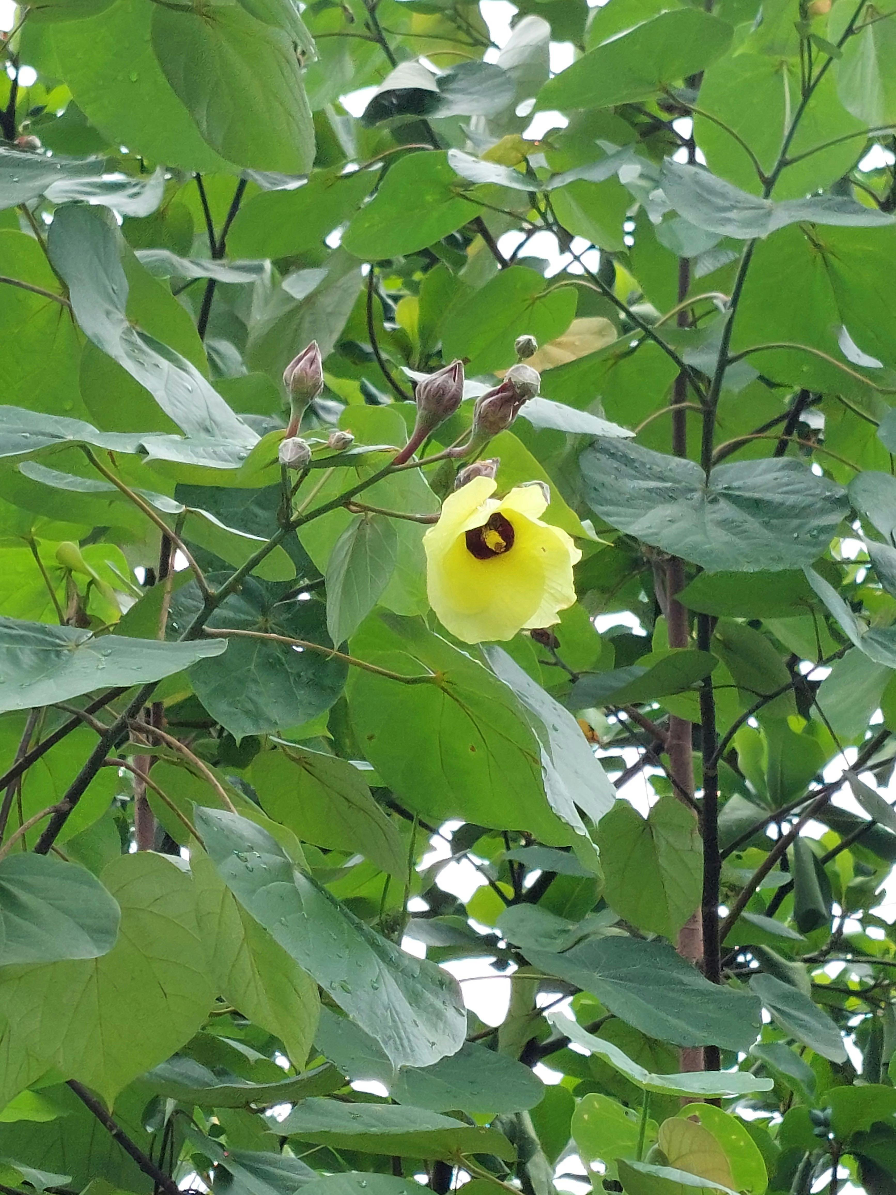 A fantastic flower