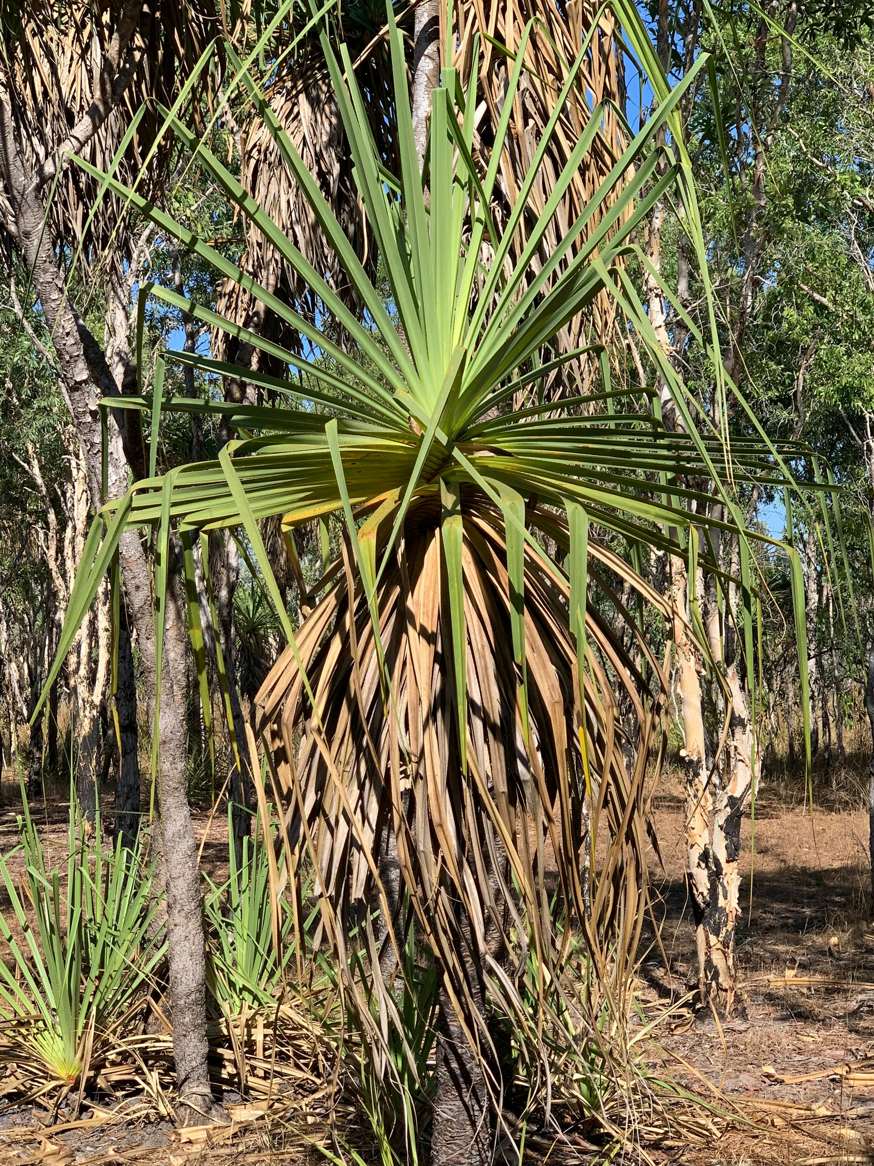 Plant on the walking track.