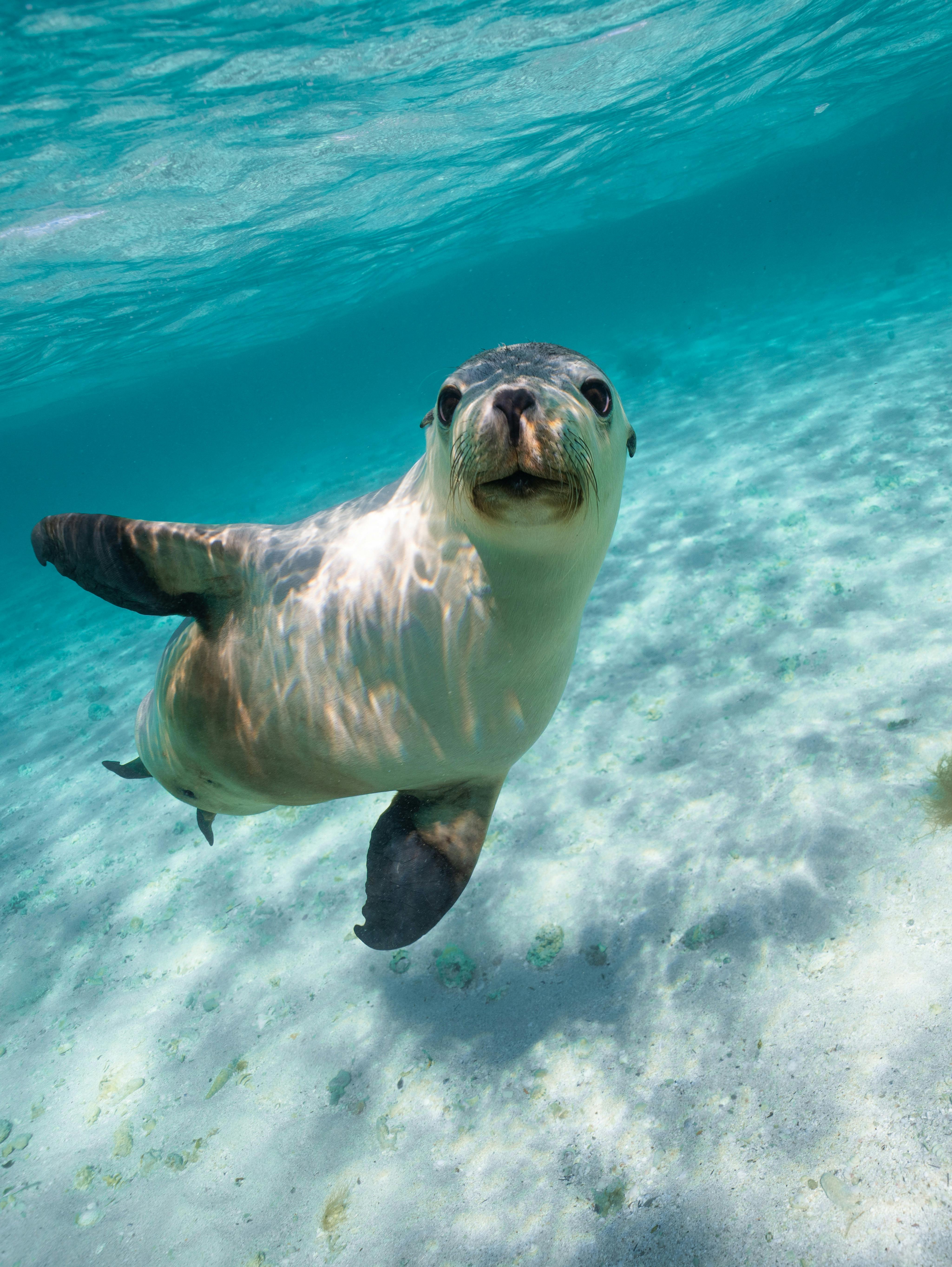 Sea lion tours jurien bay