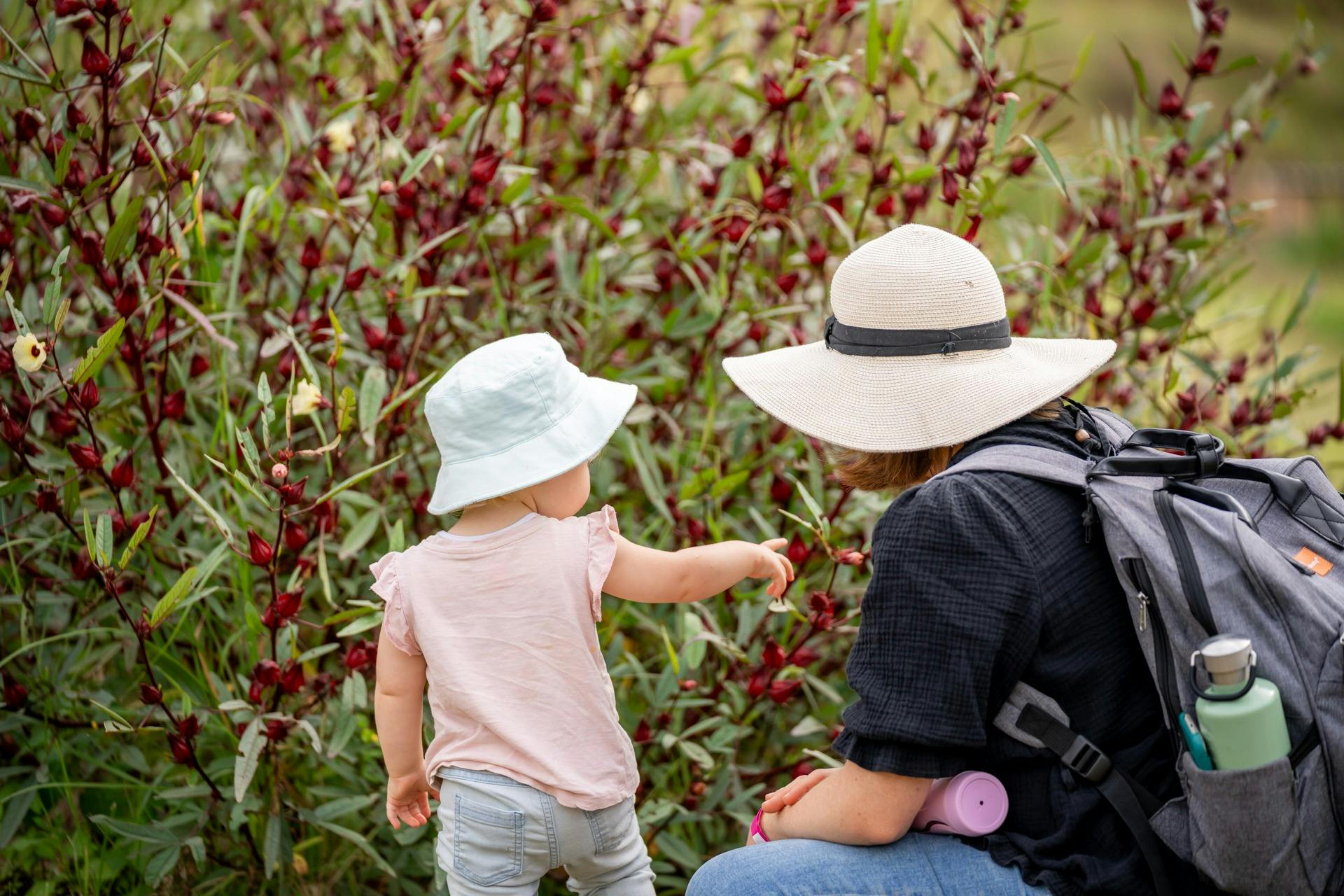 Big Rosella Field Days