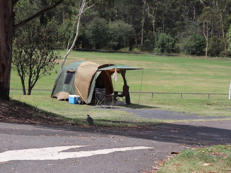 Katoomba Falls Tourist Park