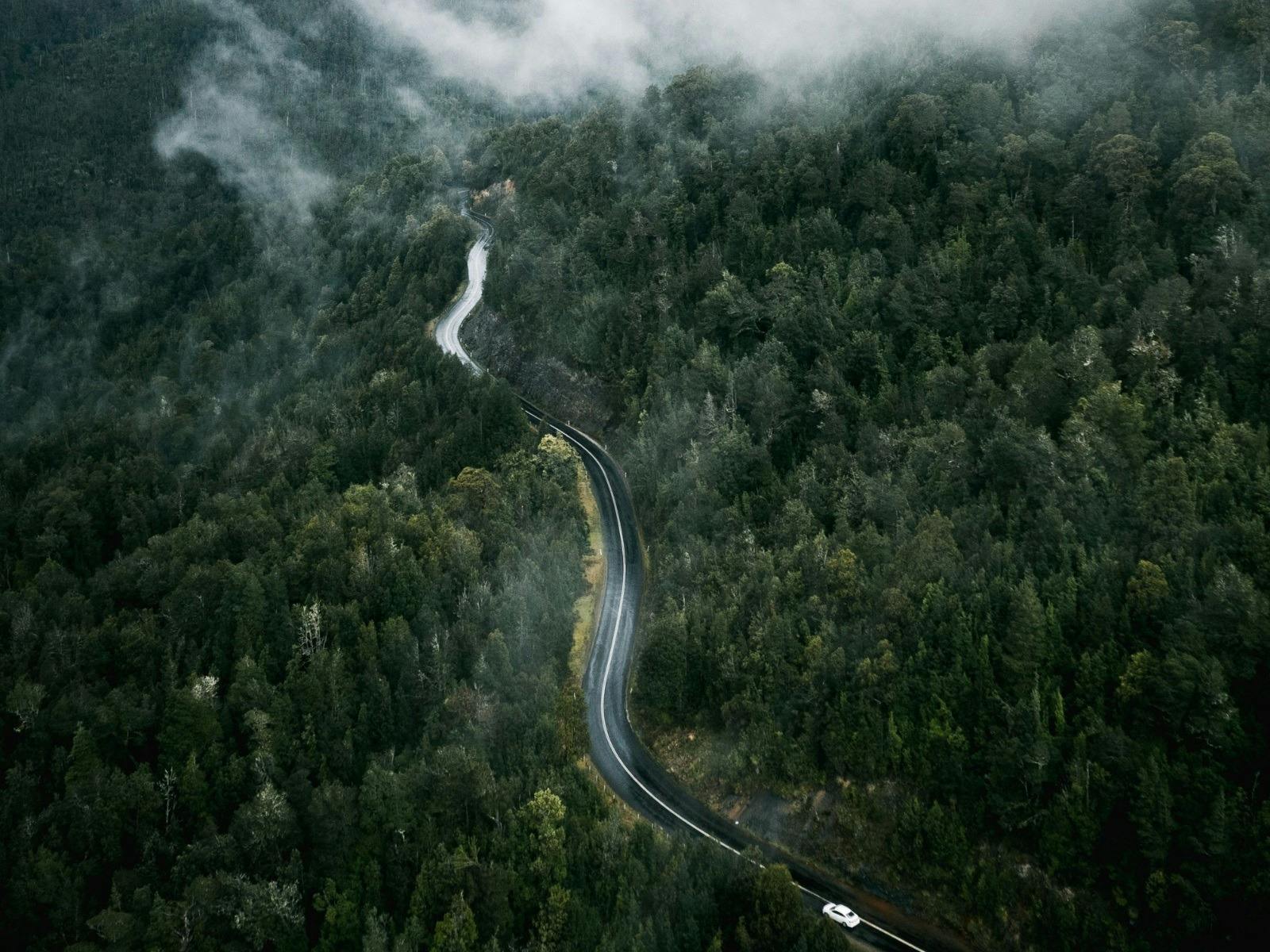 A vehicle enters a foggy forest road, surrounded by mist and trees