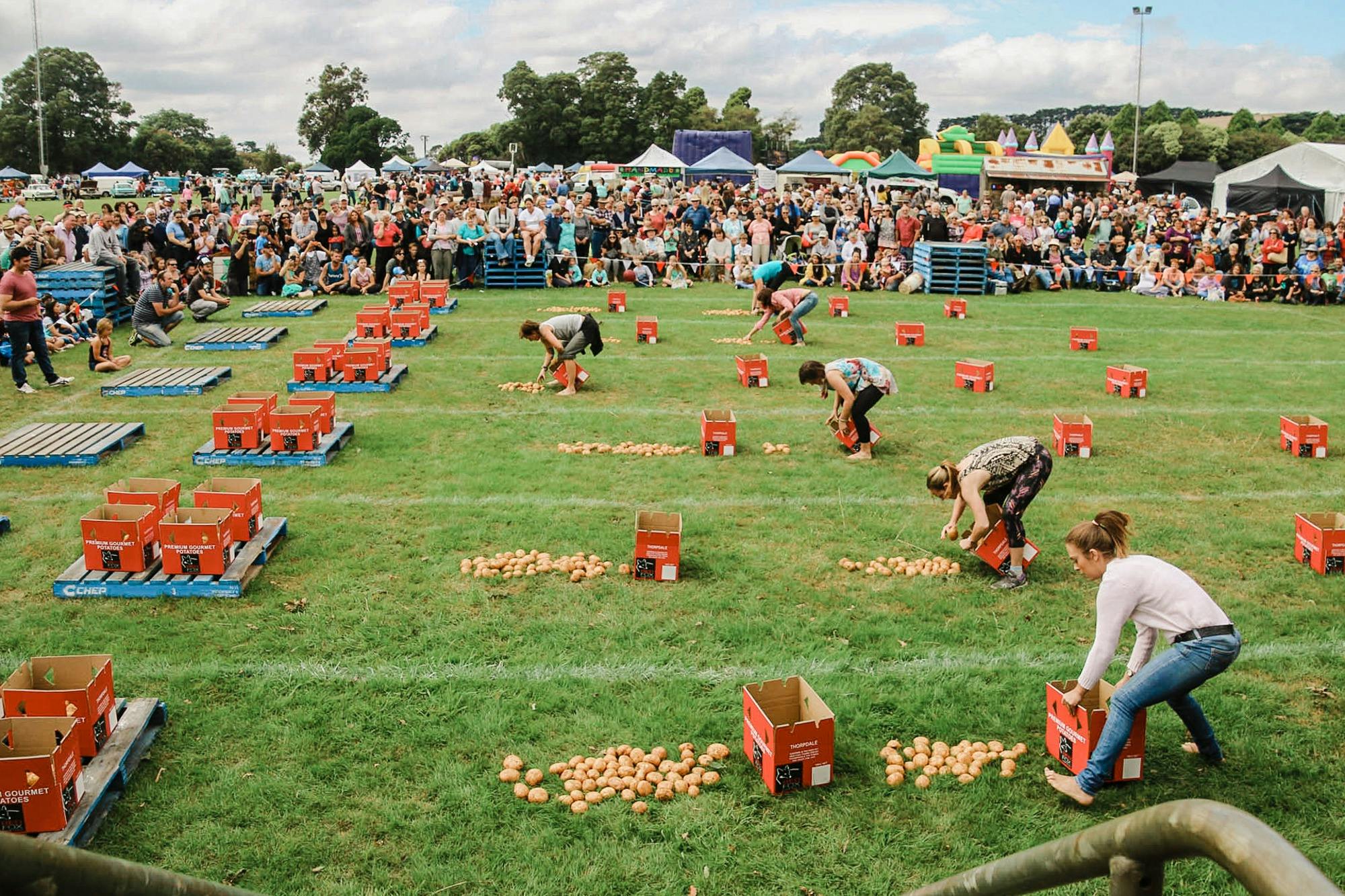 Potato Picking Competetion Farm Events Spuds