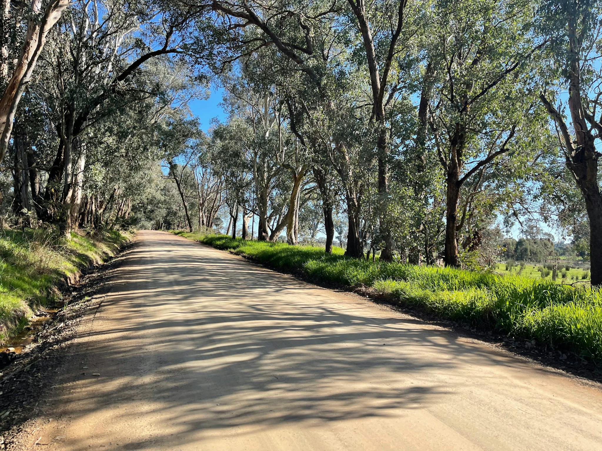 Light brown gravel road, gum trees and green grass on both sides blue sky