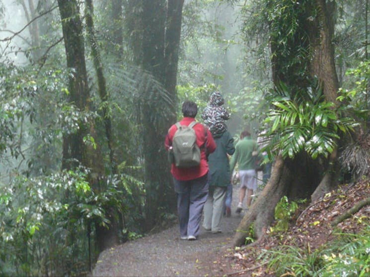 Lyrebird Link track