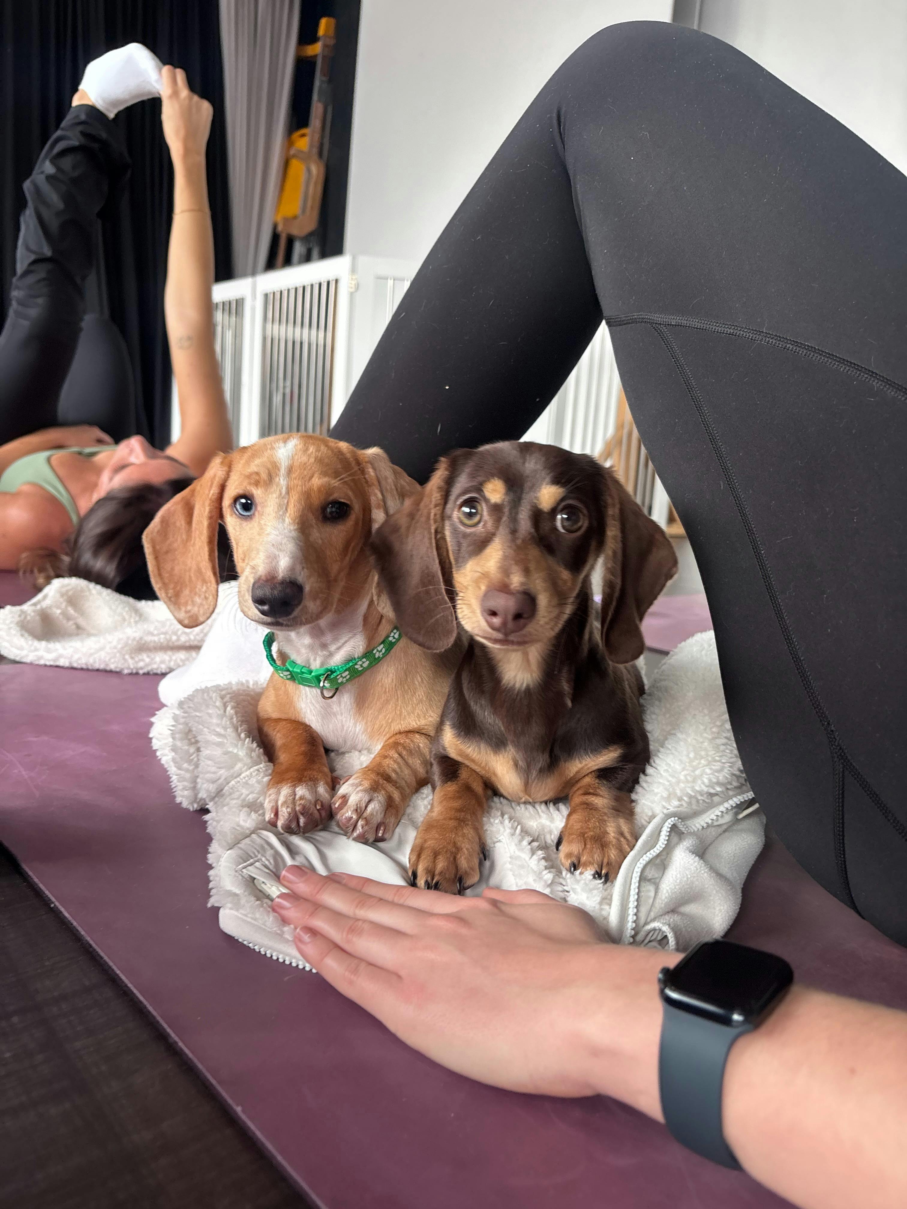 Puppy Yoga Gold Coast - Yoga Paws