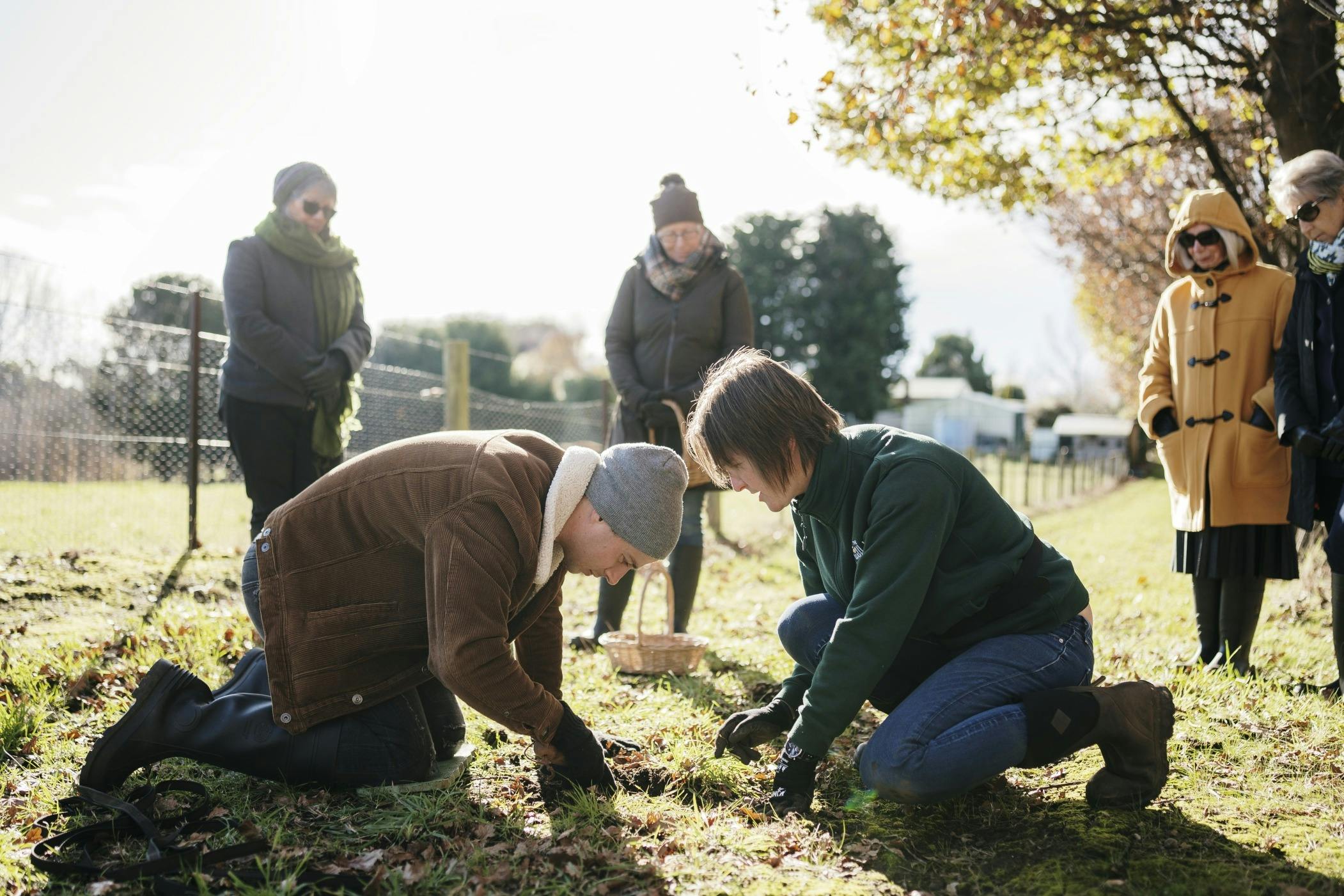 Two people searching and digging for truffle in the soil