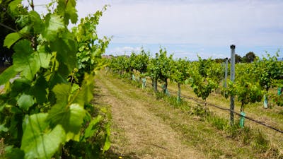 Winery vines